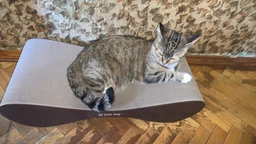 Кігтеточка з картону посиленого з дерев'яним фасадом Cat Joy Bionica Beige Wood 63х14х29 см фото від покупців 6