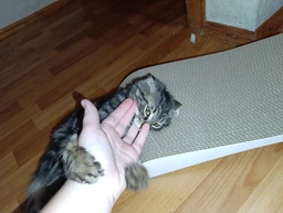Say Meow Dream кігтеточка-лежанка 57х7х24 см - бежевий фото от покупателей 1