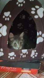 Мягкий домик для собак и кошек Pet Toys Hut 27х27 см Синий фото от покупателей 3