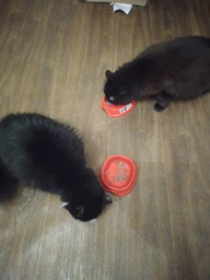 Сухой корм Purina Pro Plan Sterilised с кроликом для стерилизованных кошек и кастрированных котов 1,5 кг фото от покупателей 14