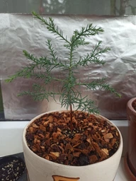 Секвойядендрон гигантский семена 0,2 гр. (прибл. 40 шт) (Sequoiadendron giganteum) мамонтово дерево веллингтония