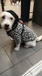 Худі для собак DogClub Wix XXL Black фото від покупців 1