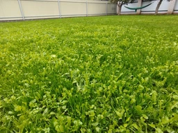 Газонная травосмесь RASENLUX Канада-Грин CANADA-GREEN, 5 кг (газонный комплекс семена и гранулы) фото от покупателей 7