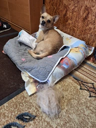 Силиконовая щетка для короткой шерсти собак и кошек Doggy Man Honey Smile L (арт. 9368) фото от покупателей 1