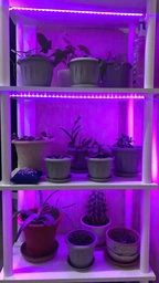 Светодиодная фитолента для комнатных растений рассады цветов микрозелени Led SMD 2835 USB фитолампа Grow Light полный спектр диодная фито лента ультрафиолетовая юсб 2 метра фото от покупателей 12