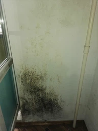 Засіб для видалення цвілі Astonish Mould&Mildew Stain Blaster 750 мл фото від покупців 10