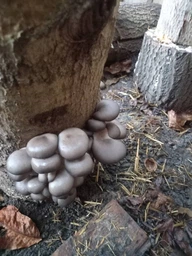 Живий зерновий міцелів грибів КАРАТ-Біо Глива 1кг фото от покупателей 1