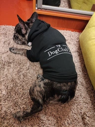 Худи для собак DogClub Brand L Black фото от покупателей 1