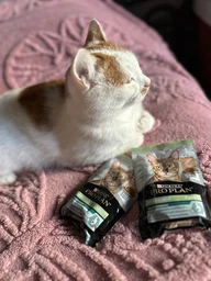 Сухой корм Purina Pro Plan Sterilised с кроликом для стерилизованных кошек и кастрированных котов 1,5 кг фото от покупателей 13
