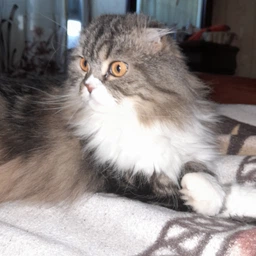 Сухий корм Purina Pro Plan Sterilised Adult 1+ Renal Plus для стерилізованих котів з індичкою 1.5 кг