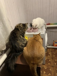 Вологий корм Whiskas для кошенят з куркою в желе 84шт*85 г фото від покупців 3
