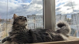 Лежанка для кошек оконный гамак с присосками на окно Sunny Seat Mounted Cat Bed до 22 кг Лёгкая Бежевая (3026)
