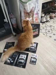 Сухой корм Purina Pro Plan Sterilised с кроликом для стерилизованных кошек и кастрированных котов 1,5 кг фото от покупателей 11