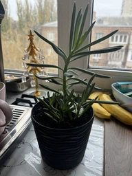 Сукулент Сенеціо Серпенс (Senecio serpens), контейнер 7*7*8 см (s002s)