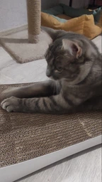 Кігтеточка - лежанка дряпка для кішок та котів WellCat Graceful 53х24х8 см та коробка будинок 54*26*24,5см фото від покупців 7