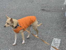 Жилет Pet Fashion E.Vest для собак фіолетовий SМ фото від покупців 1