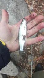 Блешня Mepps Aglia 1 3.5g мідь фото от покупателей 1