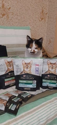 Сухой корм для стерилизованных кошек и котов Purina Pro Plan Sterilised Adult 1+ Vital Functions с лососем 3 кг фото от покупателей 9
