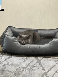 Лежак Harley and Cho Rozetka Dreamer M (70 x 50 см) Velur Anthracite (3103872) фото от покупателей 11