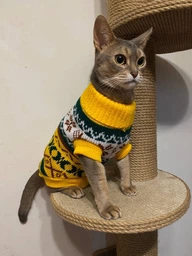 Светр для котів (кішок) Візерунки XL Жовтий