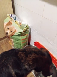 Сухой корм для взрослых активных собак Purina Friskies с говядиной 10 кг фото от покупателей 7