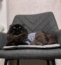 Джемпер для котів (кішок) Classic XL Блакитний фото від покупців 3