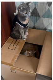 Влажный корм для кошек Purina Pro Plan Sterilised кусочки в соусе с говядиной 5 х 85 г, с курицей 5 х 85 г (Мультипак) фото от покупателей 3