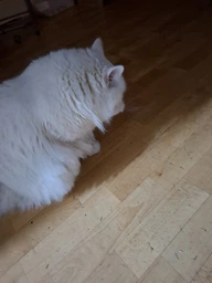 Сухий повнораціонний корм для стерилізованих котів старше 7 років Purina Pro Plan LiveClear для зменшення алергенів на шерсті з індичкою 1.4 кг фото від покупців 4