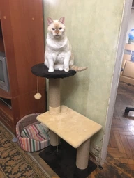 Когтеточка для кота дряпка Мур-Мяу Аккорд 44х30х87 см для кошек в сизалевой веревке Серо-синий фото от покупателей 13