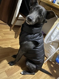 Курточка для собак Airy Vest ONE размер L 55 Салатовая (20745Collar) фото от покупателей 17