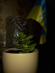 Сукулент Крассула Овата (Crassula Ovata), контейнер 7*7*8 см (s019s) фото від покупців 1