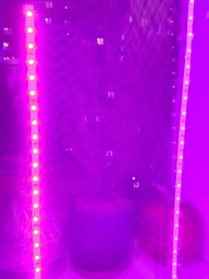 Светодиодная фитолента для комнатных растений рассады цветов микрозелени Led SMD 2835 USB фитолампа Grow Light полный спектр диодная фито лента ультрафиолетовая юсб 2 метра фото от покупателей 6