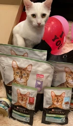Сухий корм Purina Pro Plan Sterilised Adult 1+ Renal Plus для стерилізованих котів з індичкою 1.5 кг фото від покупців 1