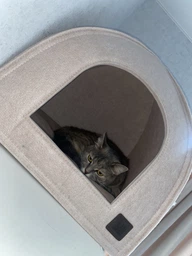 Палатка Lucky Pet Регги №3 45х45х48 см Бежевая (4820268553850) фото от покупателей 3