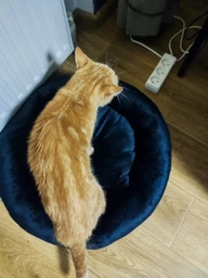 Лежак для котов и собак Природа Tommy 50х50х10 см (4823082430666) фото от покупателей 12