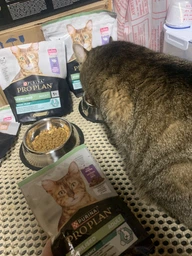 Сухой корм для котов Purina Pro Plan Sterilised Renal Plus с индейкой 1.5 кг (НФ-00000360) фото от покупателей 15