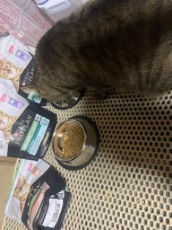 Сухой корм для котов Purina Pro Plan Sterilised Renal Plus с индейкой 1.5 кг (НФ-00000360) фото от покупателей 14