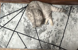 Ковер с прорезиненой основой Soft 0.6х1.1 м. Серый 10384-6 gray фото от покупателей 1