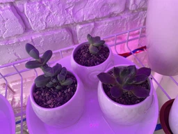 Суккулент Пахіфітум компактум (Pachyphytum Compactum), контейнер 7*7*8 см (s044s)