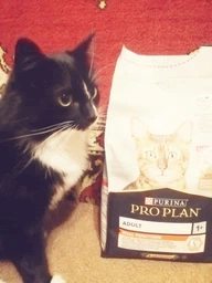 Сухой корм для котов Purina Pro Plan Adult 1+ Vital Functions с лососем 1.5 кг (НФ-00000363) фото от покупателей 10