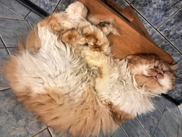 Сухий корм Friskies для дорослих кішок з лососем та овочами 300 (г) фото від покупців 13