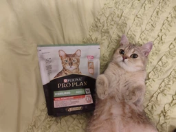 Сухой корм для котов Purina Pro Plan Sterilised Renal Plus с индейкой 1.5 кг (НФ-00000360) фото от покупателей 6