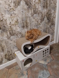 Когтеточка-лежанка для кошек Say Meow Grace гофрокартон, 67х27х24 см (8040190103008) фото от покупателей 19