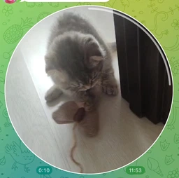 Игрушка для кошек Удочка-дразнилка с бабочкой и пером Trixie 45733 45 см (4011905457338) фото от покупателей 4