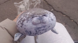 Плюшевая мягкая игрушка Тюлень Seal (20 см) тренды TikTok декор для детской комнаты подарок на день рождения фото от покупателей 5