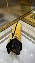 Светоотражающая зимняя толстая куртка для собак Yellow, 4XL Желтый фото от покупателей 1