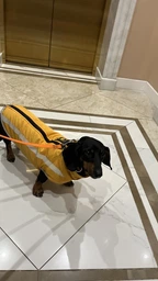 Светоотражающая зимняя толстая куртка для собак Yellow, 4XL Желтый