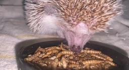 Борошняний хрущак сухий натуральний Буся Mealworm. Пакет 20г фото від покупців 4