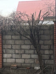 Акумуляторна пила ланцюгова електрична Chain SAW 6 дюймів, міні пила для обрізання дерев та розпилу дров 2 АКБ синій фото від покупців 9