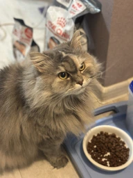 Сухой корм для кошек Royal Canin HAIR&SKIN CARE поддержание здоровья кожи и шерсти 400 г (3182550721721)
